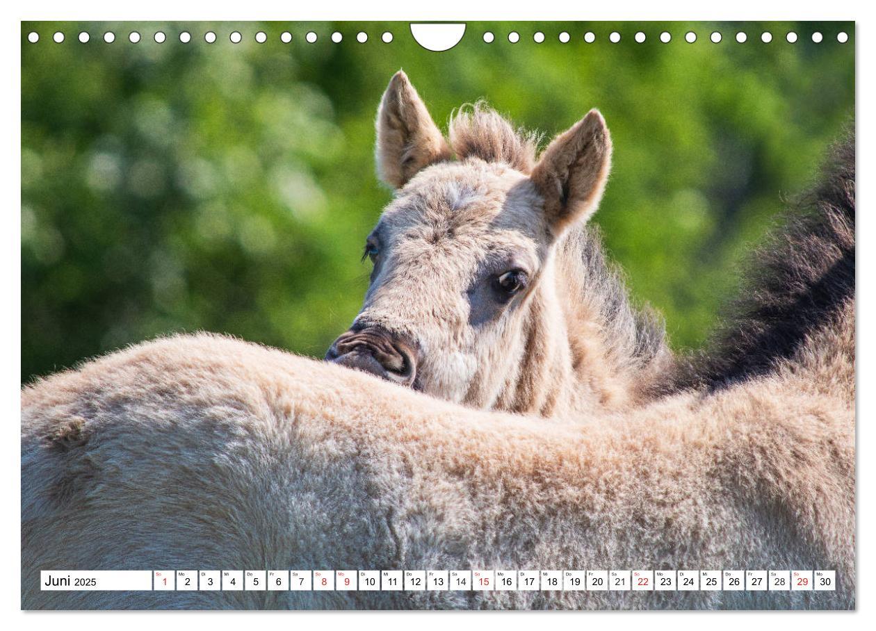 Bild: 9783435573479 | Konik - Frei geboren (Wandkalender 2025 DIN A4 quer), CALVENDO...