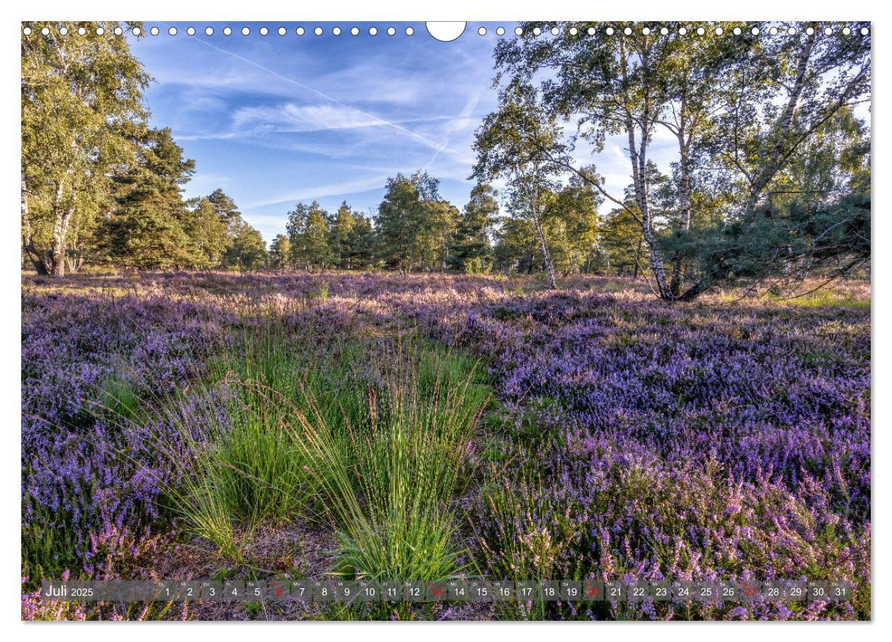 Bild: 9783383851728 | Die Lüneburger Heide - In voller Blüte (Wandkalender 2025 DIN A3...