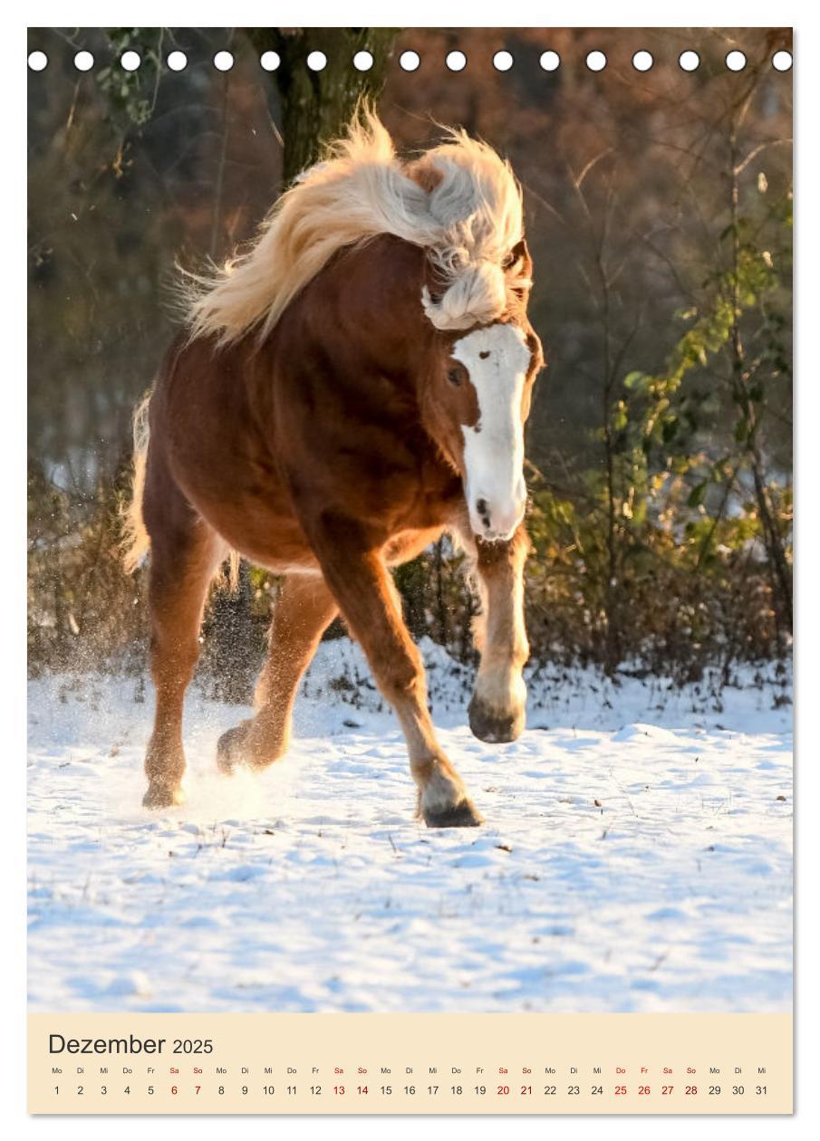 Bild: 9783435856114 | Schwarzwälder Füchse von Julia Hahn Photography (Tischkalender 2025...