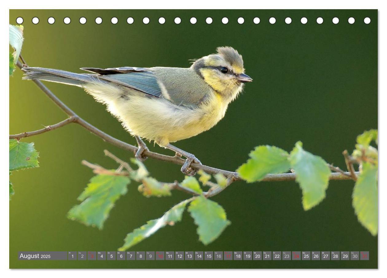 Bild: 9783435824953 | INNE BOTANIK - Vögel im Ruhrpott (Tischkalender 2025 DIN A5 quer),...