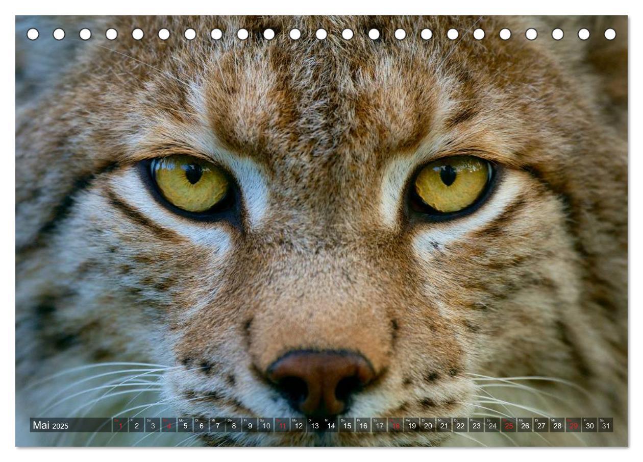 Bild: 9783435687510 | Der Luchs - Dem Pinselohr auf der Spur (Tischkalender 2025 DIN A5...