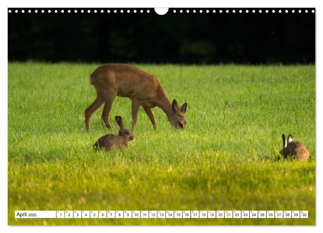 Bild: 9783435342730 | Anmut mit sanften Augen - Rehwild in der freien Natur (Wandkalender...