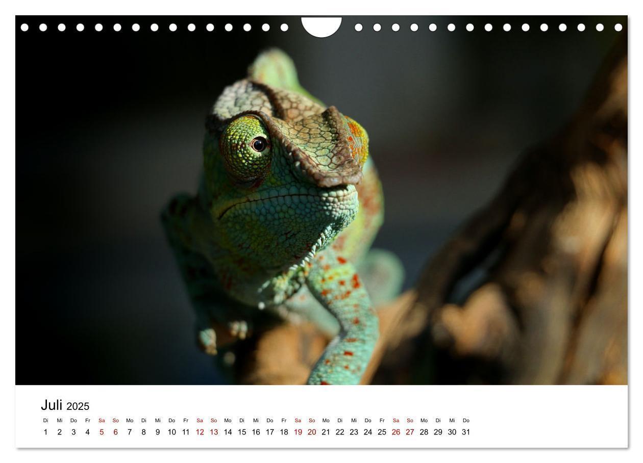 Bild: 9783383998409 | Naturparadies Madagaskar (Wandkalender 2025 DIN A4 quer), CALVENDO...