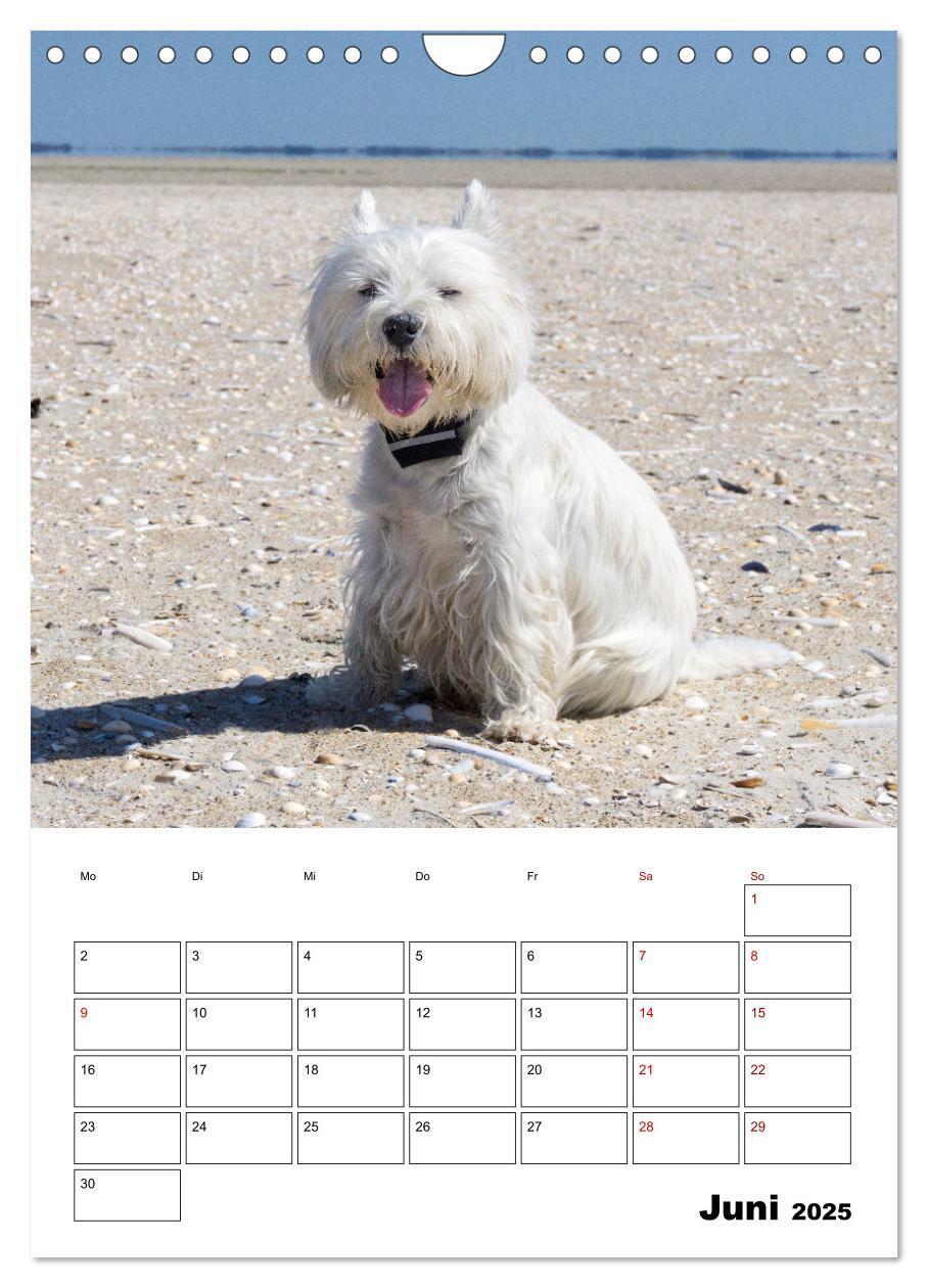 Bild: 9783435888276 | West Highland White Terrier - Herzensbrecher auf vier Pfoten...