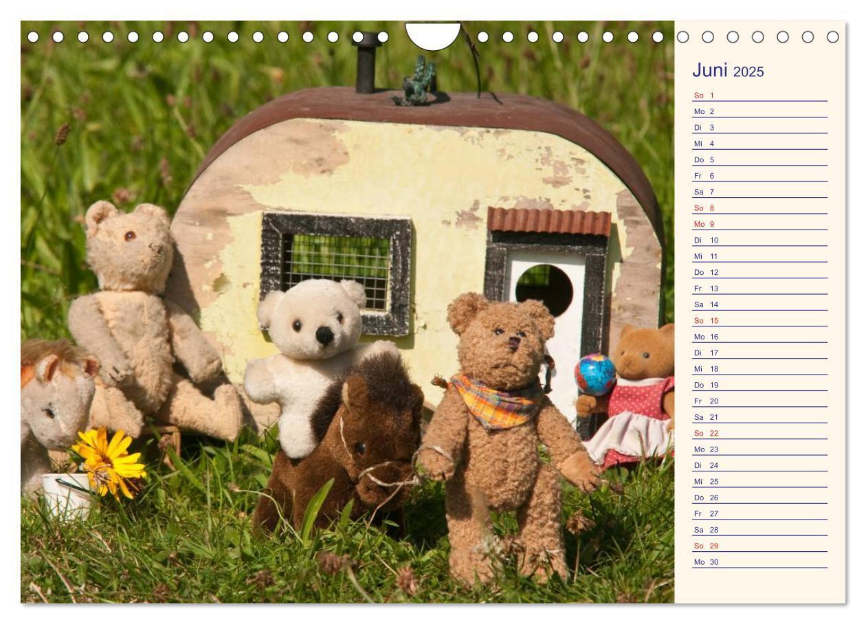 Bild: 9783435508235 | Geliebte Bären - Teddys (Wandkalender 2025 DIN A4 quer), CALVENDO...