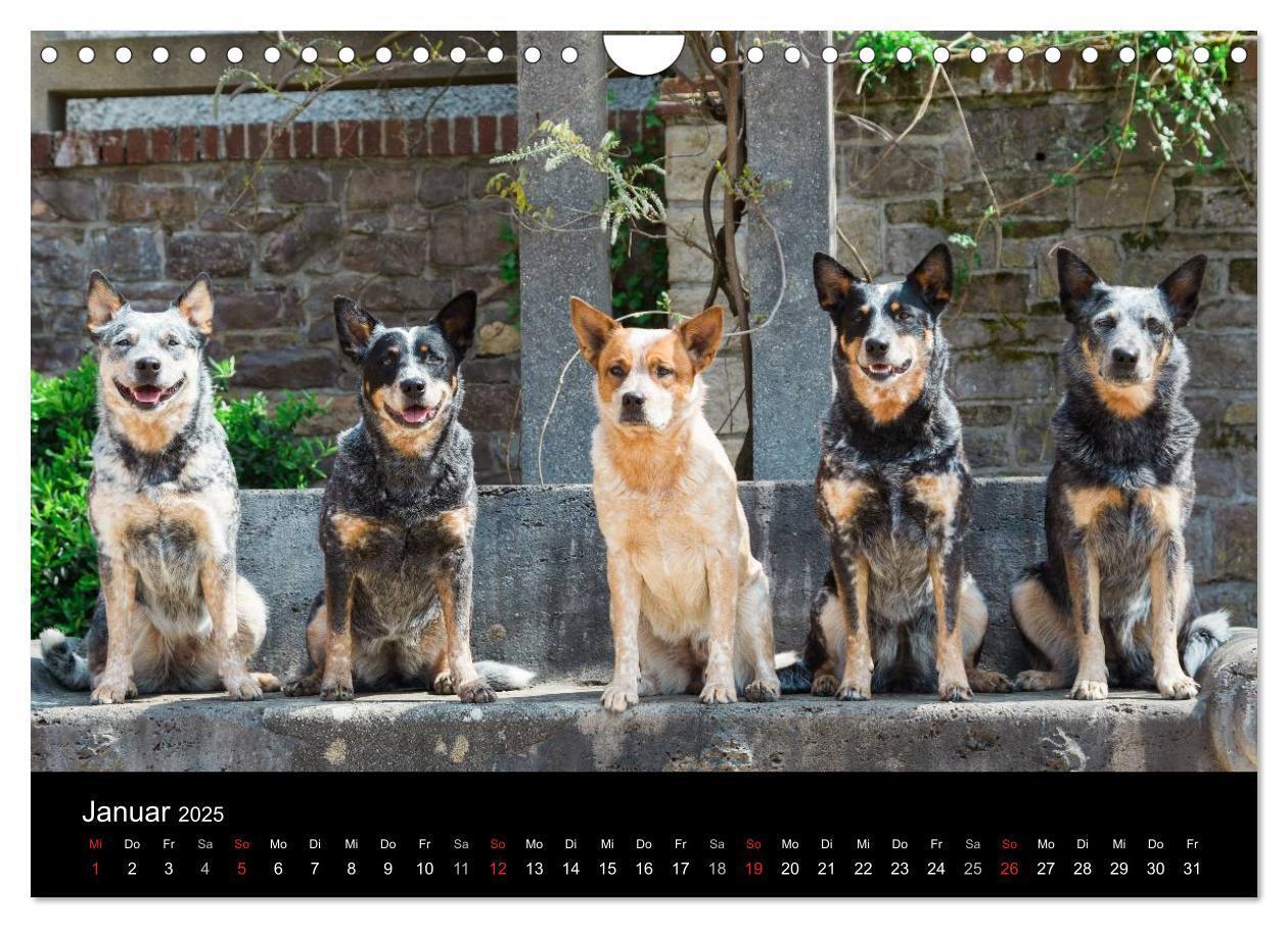 Bild: 9783435463947 | Australian Cattle Dogs zwischen Kunst und Kultur (Wandkalender 2025...