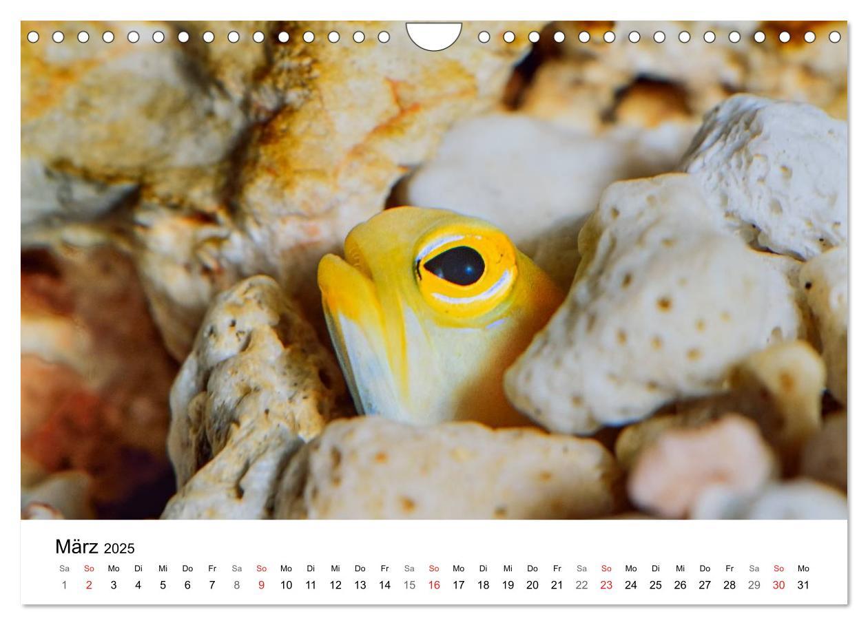 Bild: 9783435794362 | Fischzauber - Wundervolle Aquarienfische (Wandkalender 2025 DIN A4...