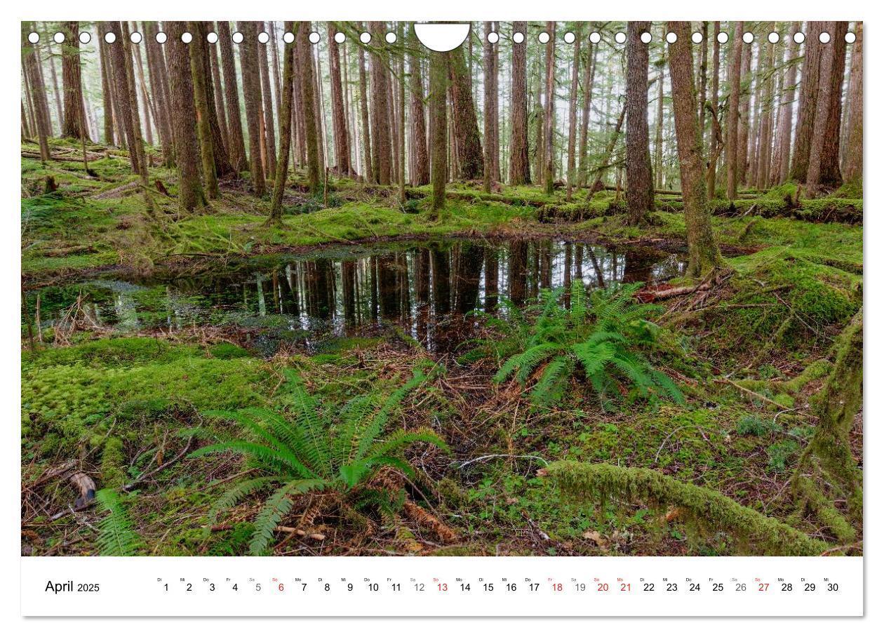 Bild: 9783435614882 | The Olympic National Park - Washington USA (Wandkalender 2025 DIN...