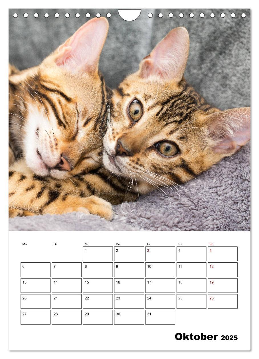 Bild: 9783435993314 | Bengalen - verschmust und abenteuerlustig (Wandkalender 2025 DIN A4...