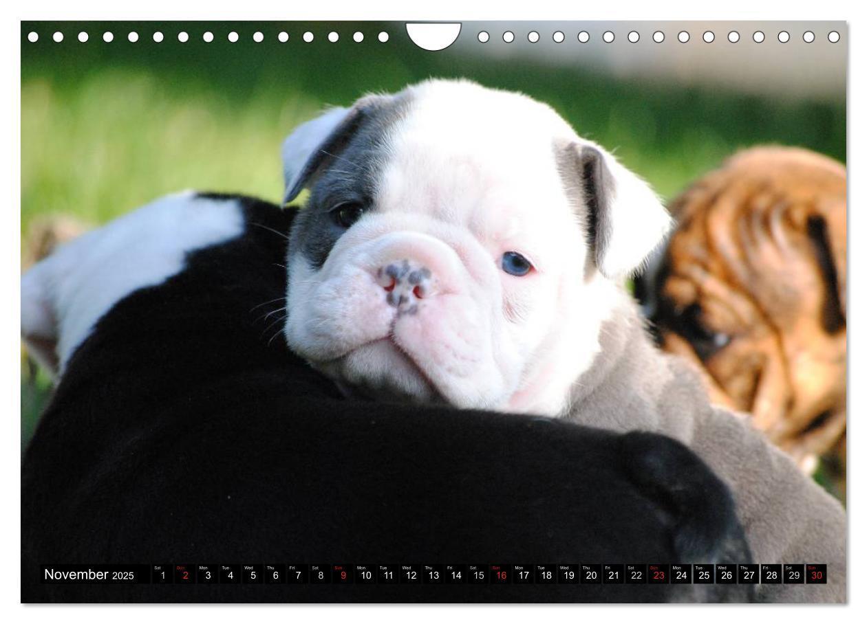 Bild: 9781325965977 | Bulldogs - Old English Bulldog Puppies (Wall Calendar 2025 DIN A4...