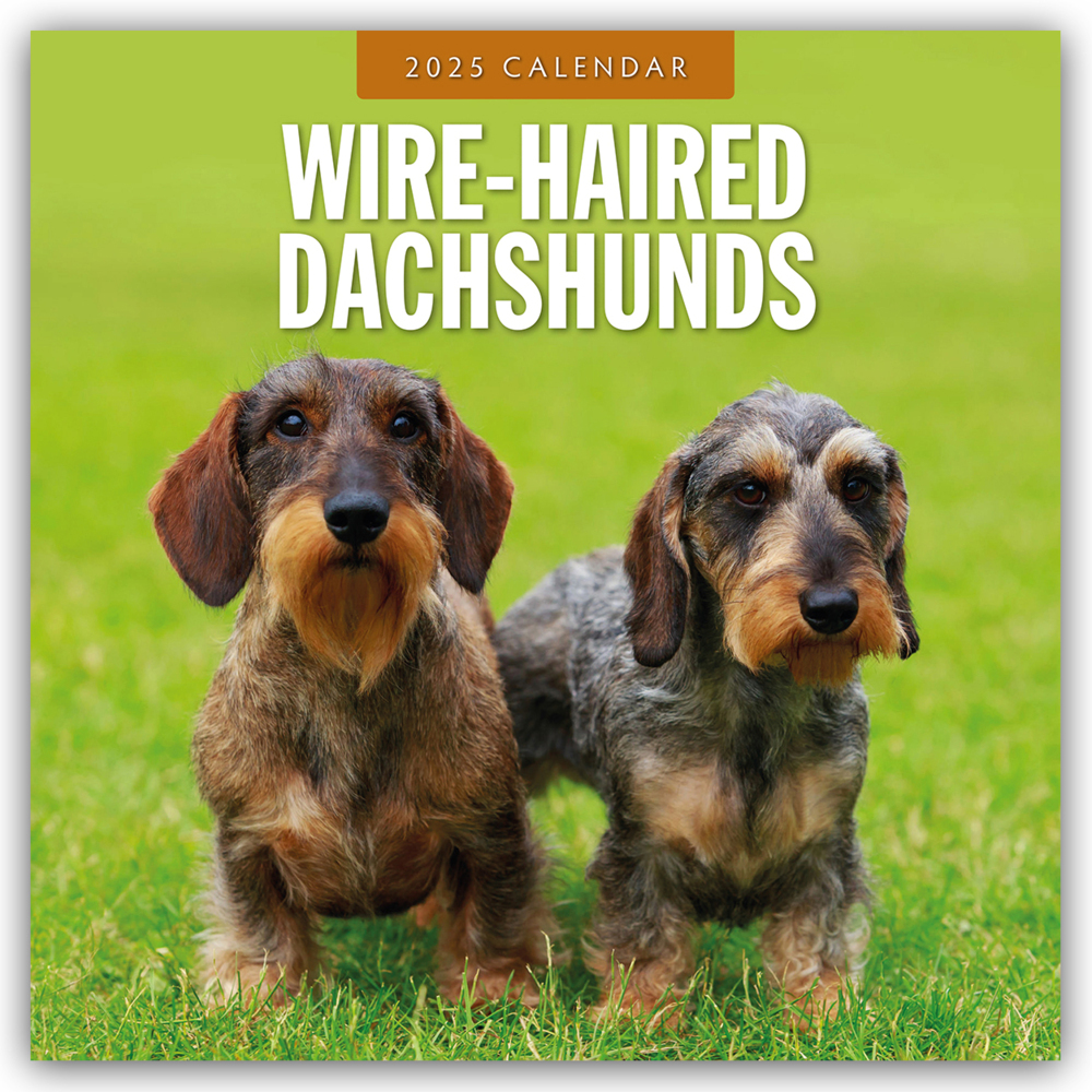 Cover: 9781804425251 | Wire-Haired Dachshunds - Rauhaardackel 2025 - 16-Monatskalender | Ltd