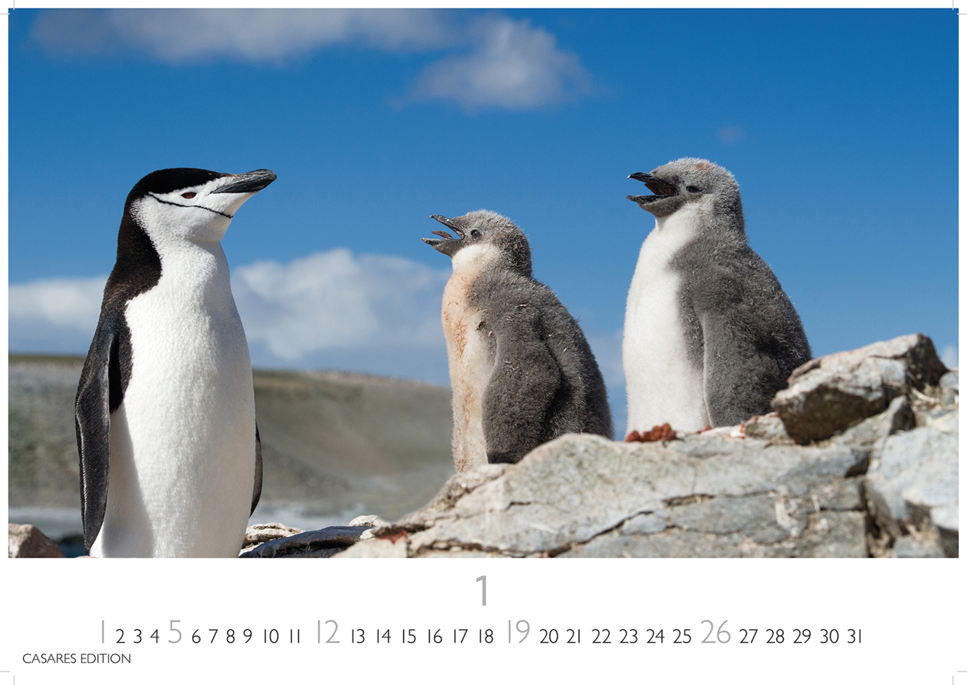 Bild: 9781835241219 | Pinguine 2025 S 24x35cm | Kalender | 14 S. | Deutsch | 2025