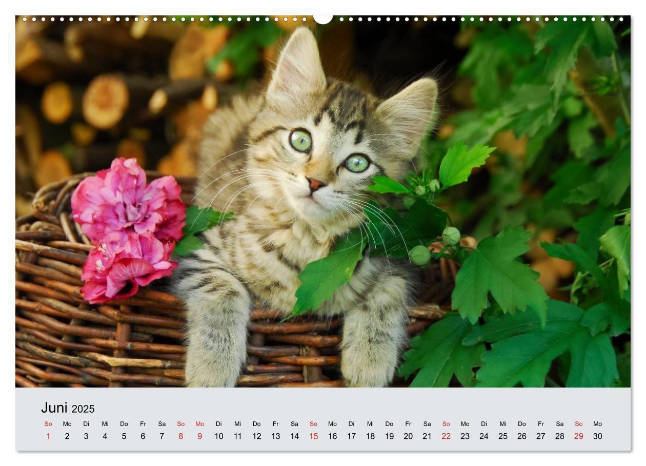 Bild: 9783435811809 | Katzen im Garten (Wandkalender 2025 DIN A2 quer), CALVENDO...