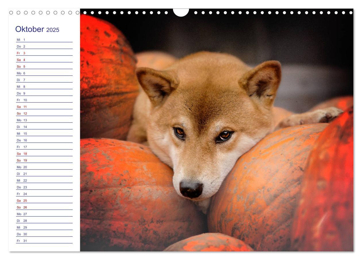 Bild: 9783435101900 | Japans Seelenhunde (Wandkalender 2025 DIN A3 quer), CALVENDO...