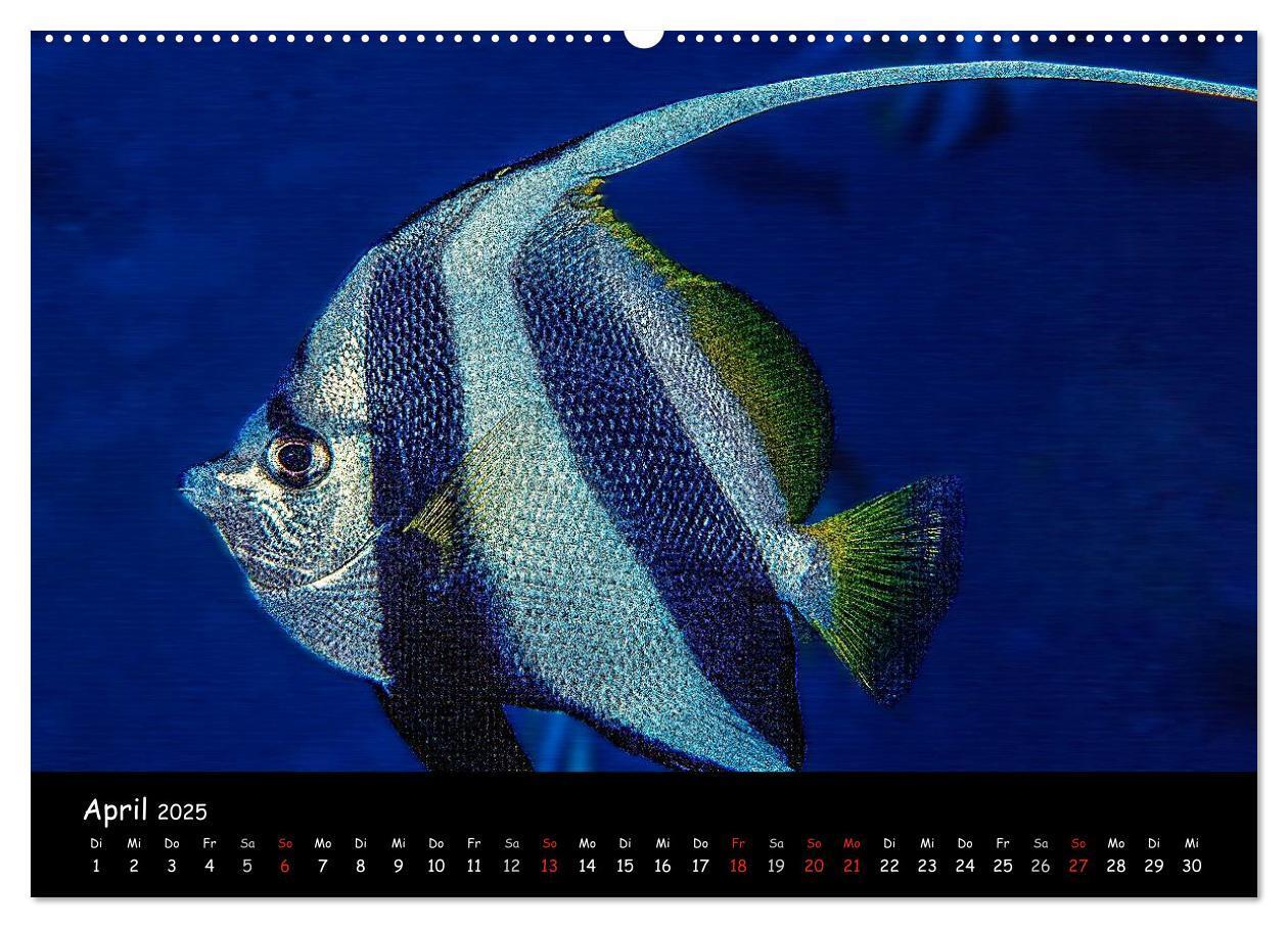 Bild: 9783435705153 | Die Welt unter Wasser (Wandkalender 2025 DIN A2 quer), CALVENDO...