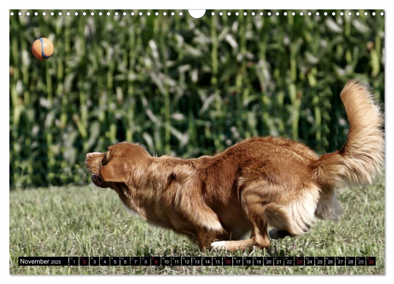 Bild: 9783435569380 | Nova Scotia Duck Tolling Retriever (Wandkalender 2025 DIN A3 quer),...