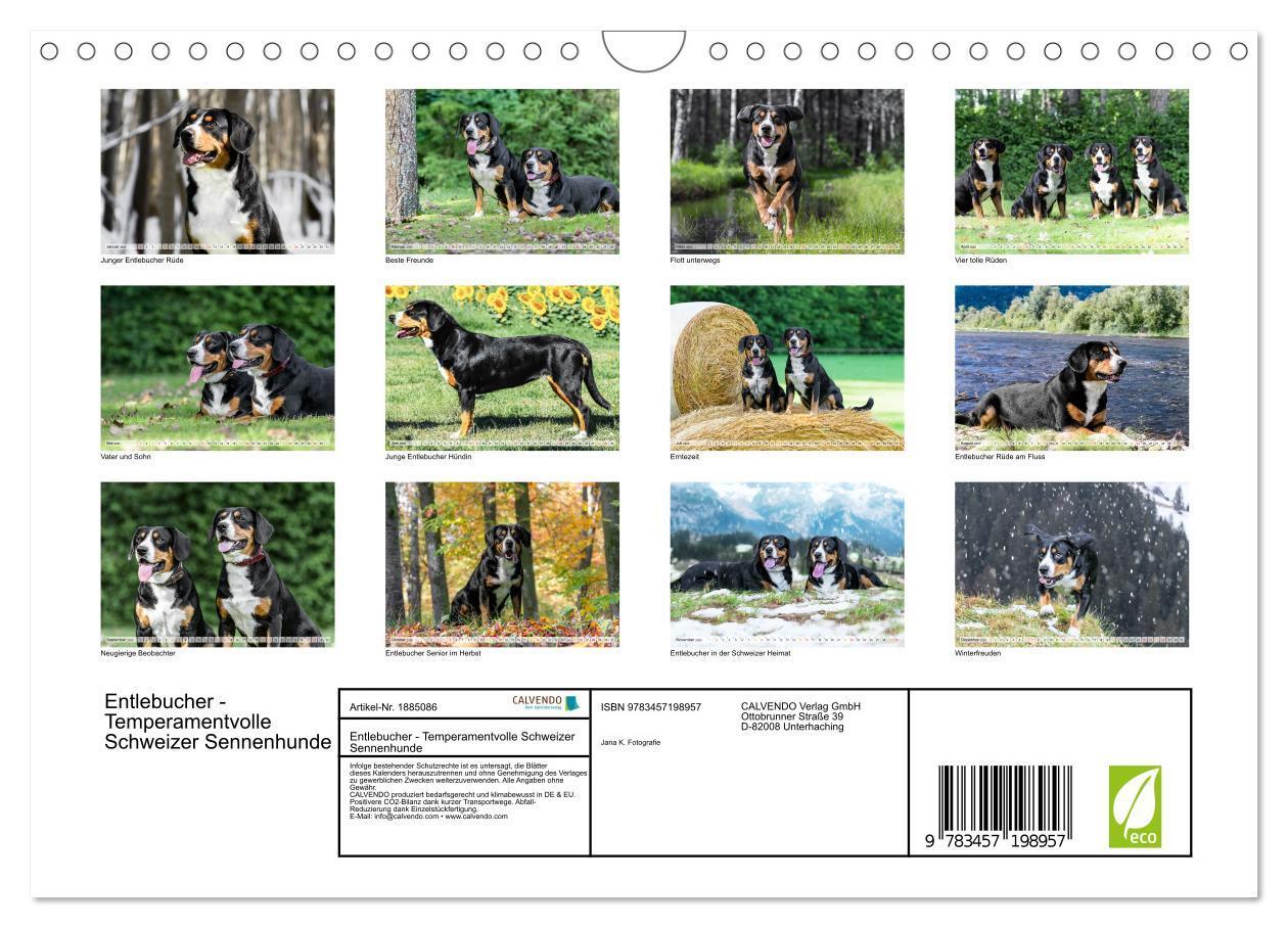 Bild: 9783457198957 | Entlebucher - Temperamentvolle Schweizer Sennenhunde (Wandkalender...