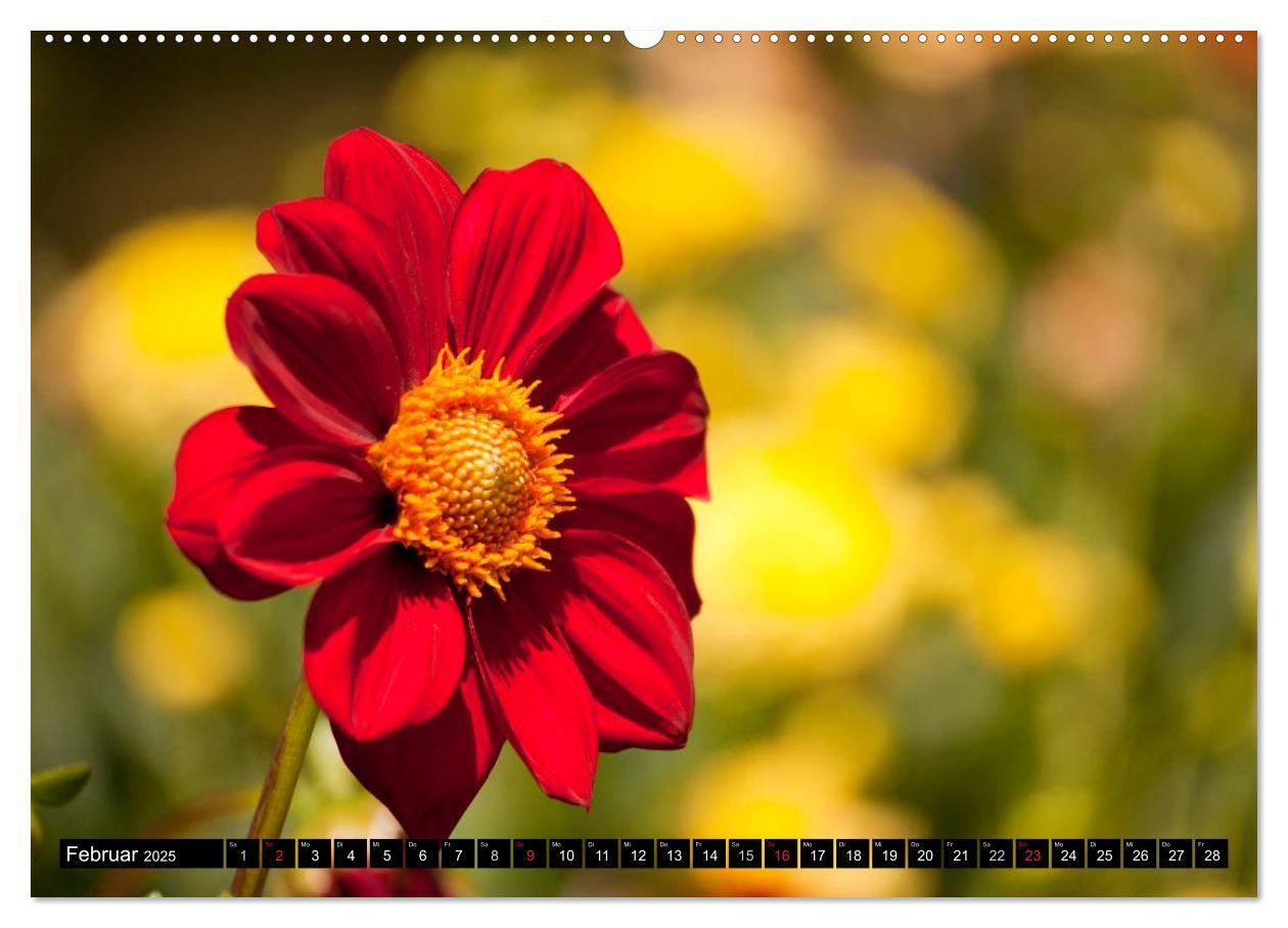 Bild: 9783435663316 | Dahlia - Dahlien (Wandkalender 2025 DIN A2 quer), CALVENDO...