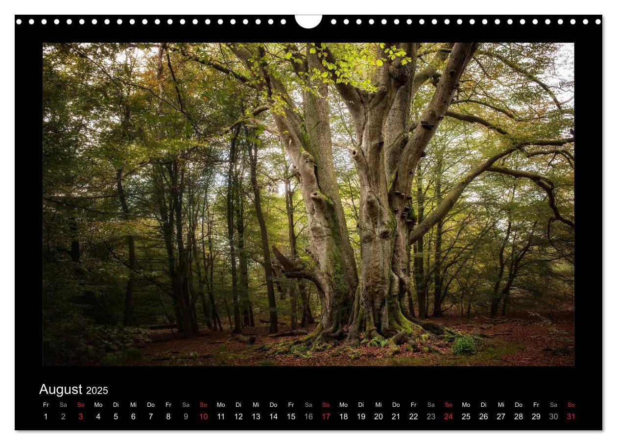 Bild: 9783435626441 | Märchenhafter Reinhardswald und Urwald Sababurg (Wandkalender 2025...