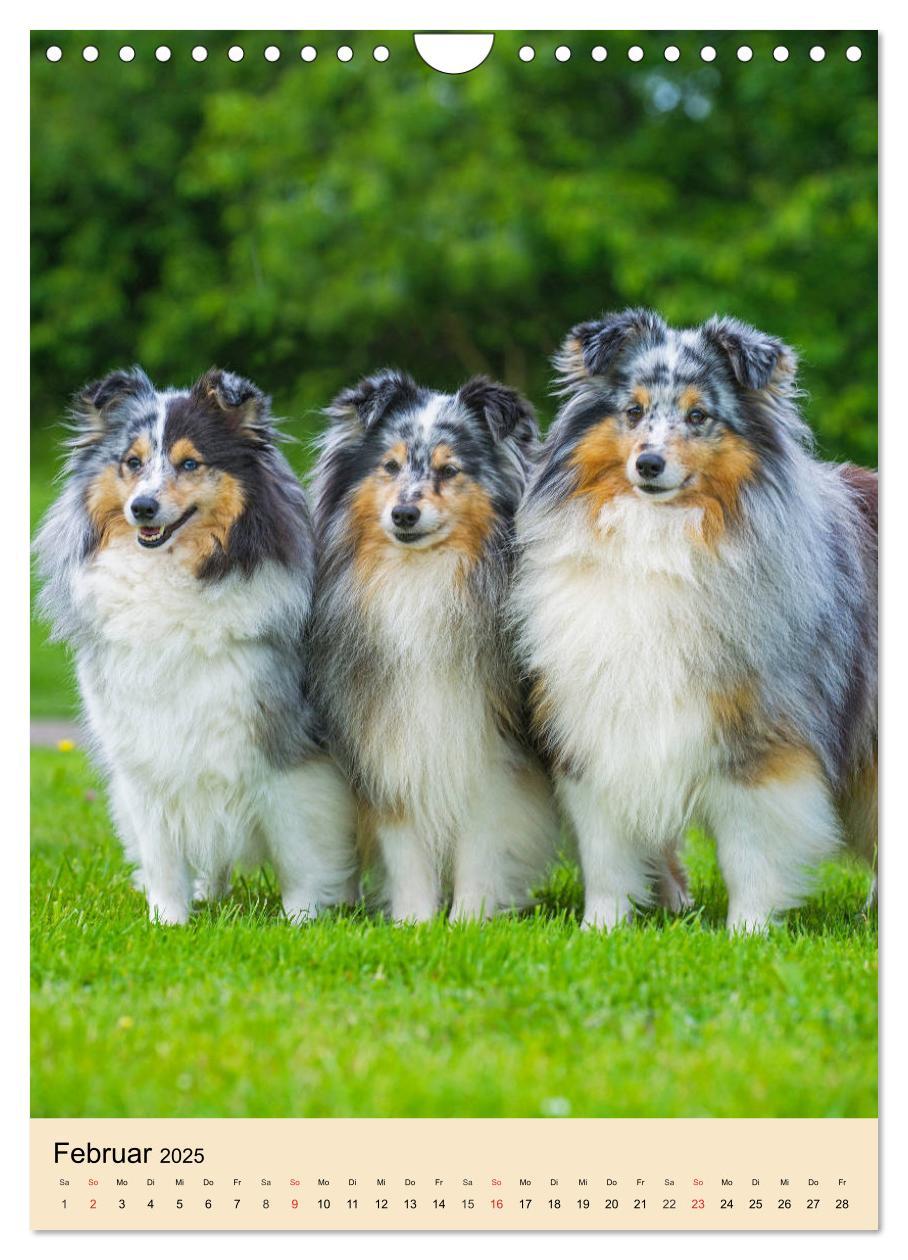 Bild: 9783435960545 | Sheltie - Wirbelwind auf 4 Pfoten (Wandkalender 2025 DIN A4 hoch),...