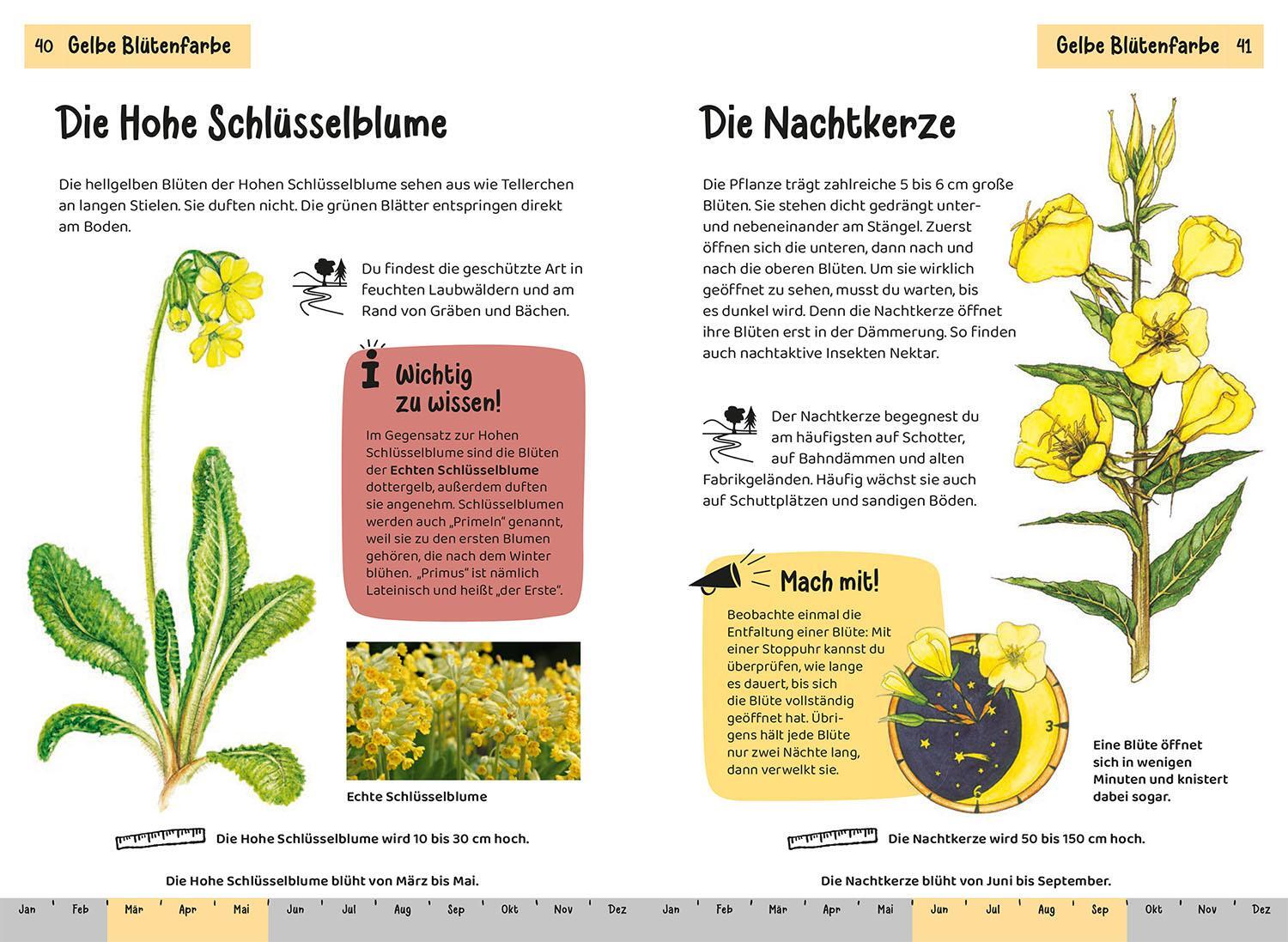 Bild: 9783440172469 | Was blüht denn da? Kindernaturführer | 85 heimische Blumen | Buch