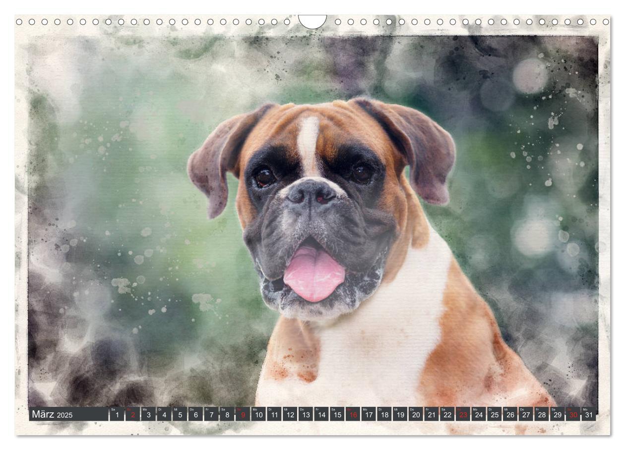 Bild: 9783435134281 | Boxer Photo&amp;Kunst (Wandkalender 2025 DIN A3 quer), CALVENDO...