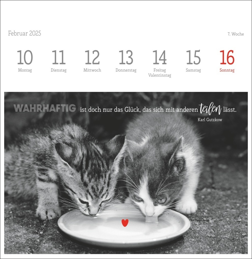 Bild: 9783756408160 | Monika Wegler: Katzen Weisheiten Premium-Postkartenkalender 2025