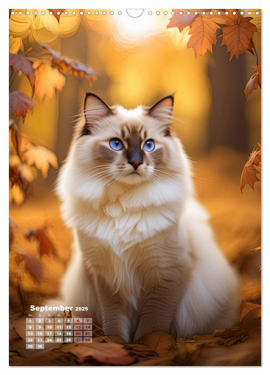 Bild: 9783383833311 | Pfotenabenteuer - Ragdolls in der Natur (Wandkalender 2025 DIN A3...