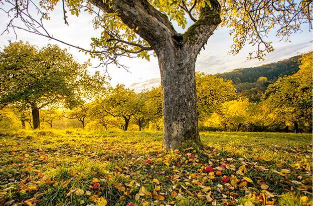 Bild: 9783710403071 | Das große kleine Buch: Obstbäume in unserem Garten | Elke Papouschek