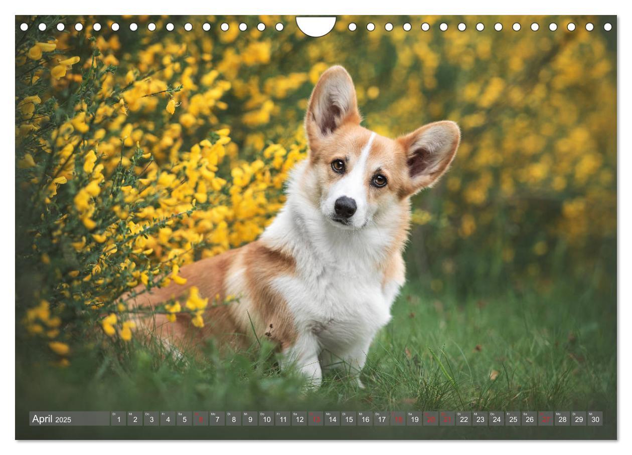 Bild: 9783435118861 | Welsh Corgi - Der Kobold unter den Hunden (Wandkalender 2025 DIN A4...