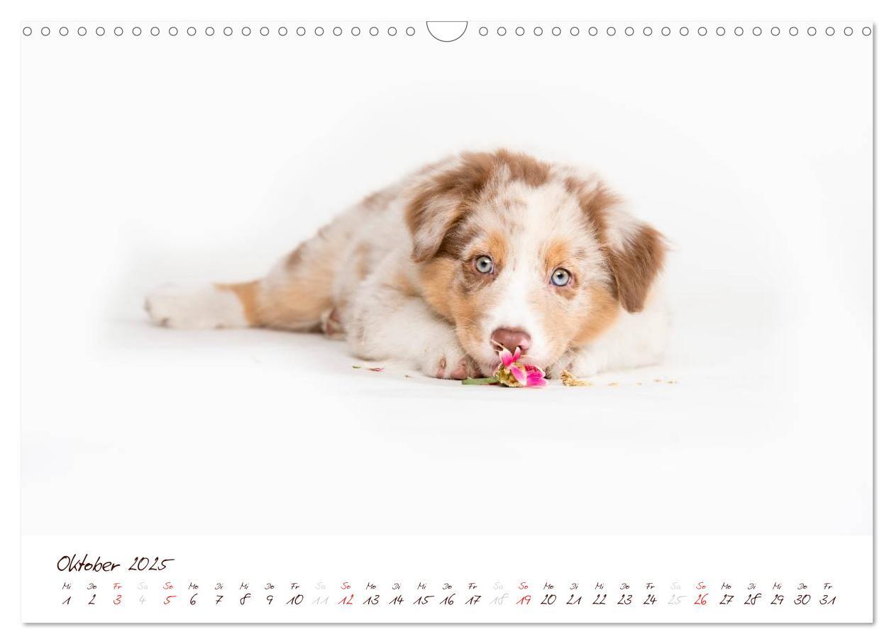 Bild: 9783435809196 | Wunderbare Australian Shepherds (Wandkalender 2025 DIN A3 quer),...