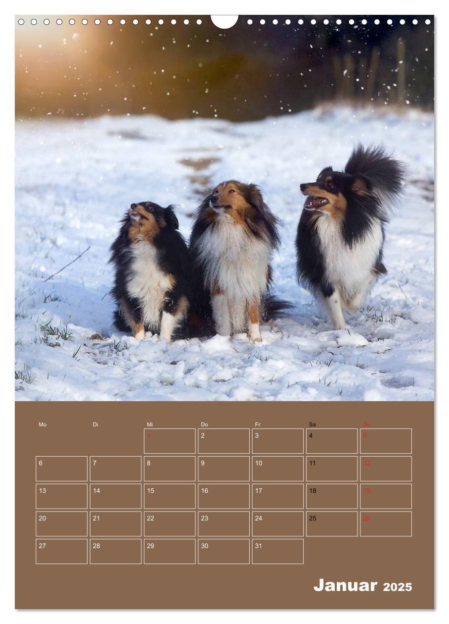 Bild: 9783457012932 | SHELTIES Herzensbrecher auf 4 Pfoten (Wandkalender 2025 DIN A3...