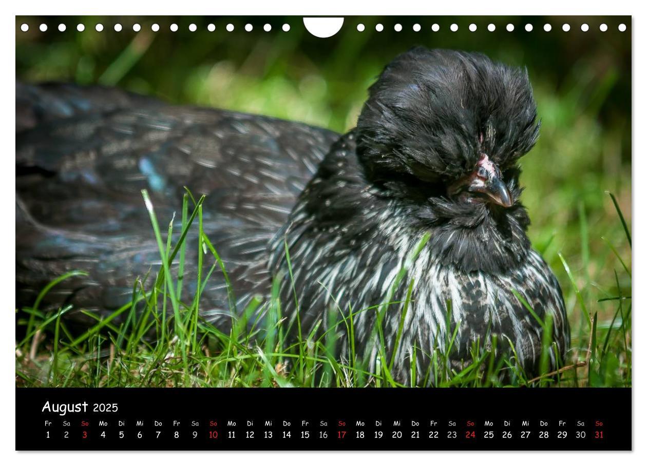 Bild: 9783435564101 | Gartenhühner (Wandkalender 2025 DIN A4 quer), CALVENDO Monatskalender