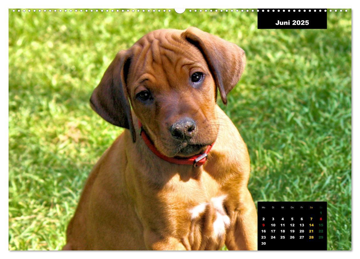 Bild: 9783383939075 | Rhodesian Ridgeback, Charmante Herzensbrecher (Wandkalender 2025...