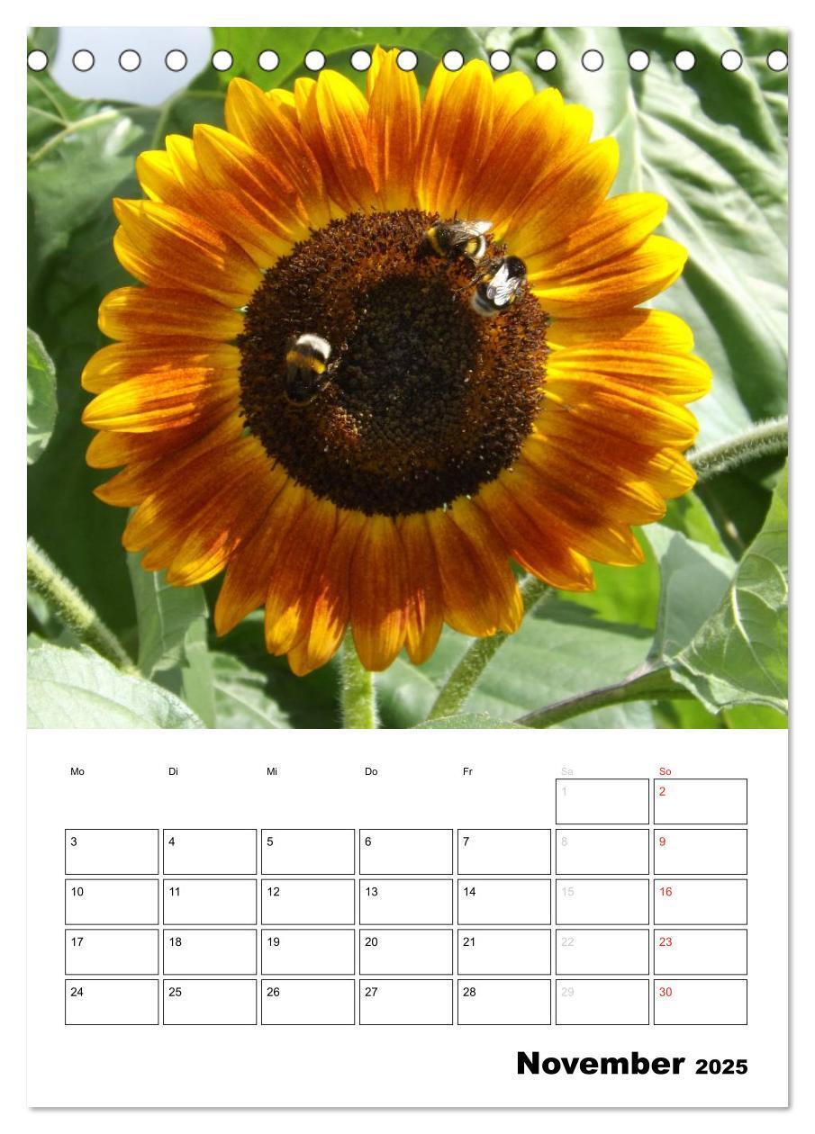 Bild: 9783435996476 | Strahlende Sonnenblumen (Tischkalender 2025 DIN A5 hoch), CALVENDO...