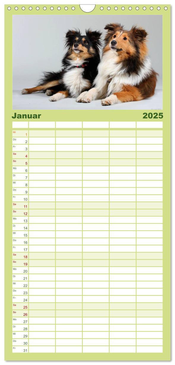 Bild: 9783457118955 | Familienplaner 2025 - Shelties 2025 mit 5 Spalten (Wandkalender, 21...