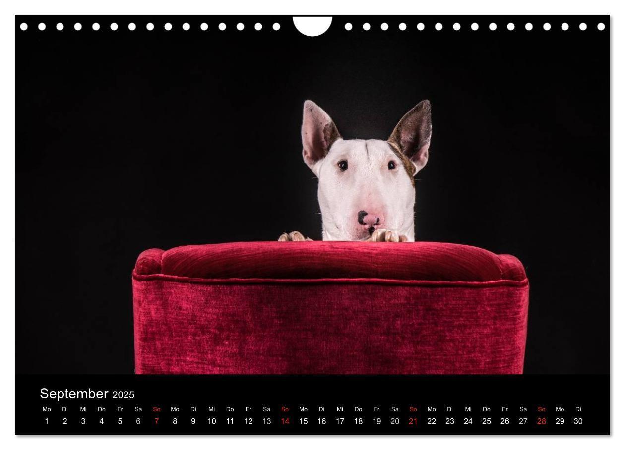 Bild: 9783435566716 | Bullterrier (Wandkalender 2025 DIN A4 quer), CALVENDO Monatskalender