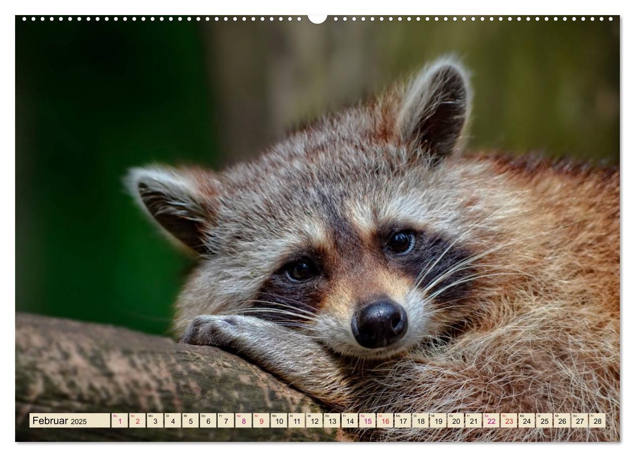 Bild: 9783435334346 | Waschbär - Niedlicher Allesfresser (Wandkalender 2025 DIN A2 quer),...