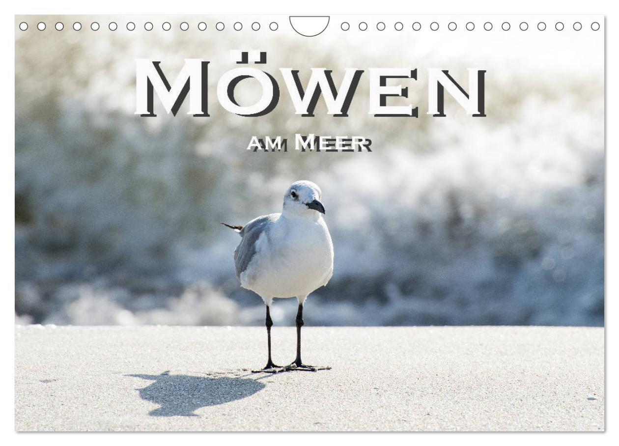 Cover: 9783435376001 | Möwen am Meer (Wandkalender 2025 DIN A4 quer), CALVENDO Monatskalender