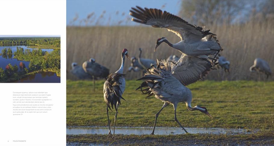 Bild: 9783954162802 | Deutschlands wilder Osten | Im Land von Kranich, Wolf und Adler | Buch