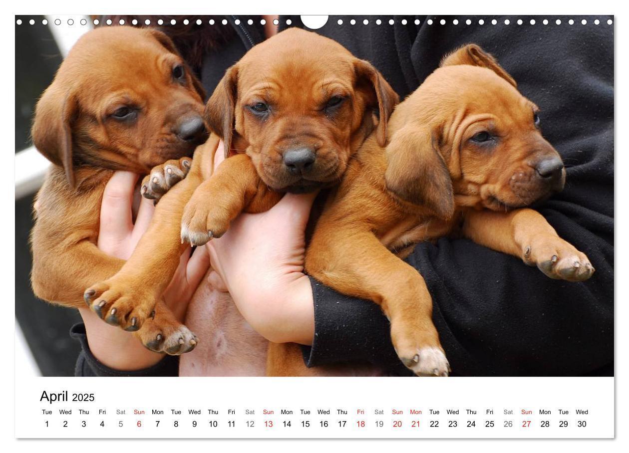 Bild: 9781325960538 | Rhodesian Ridgeback Puppies (Wall Calendar 2025 DIN A3 landscape),...