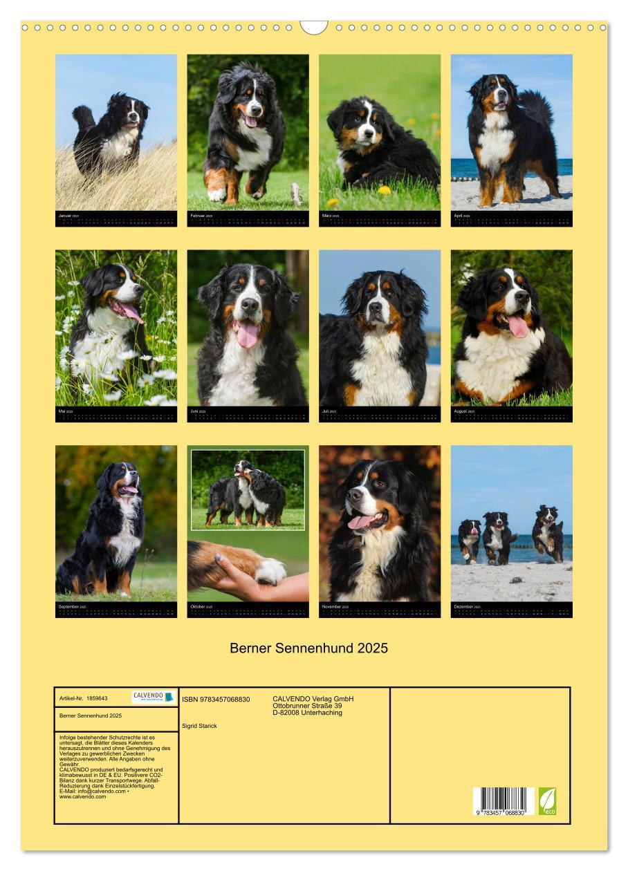 Bild: 9783457068830 | Berner Sennenhund 2025 (Wandkalender 2025 DIN A2 hoch), CALVENDO...