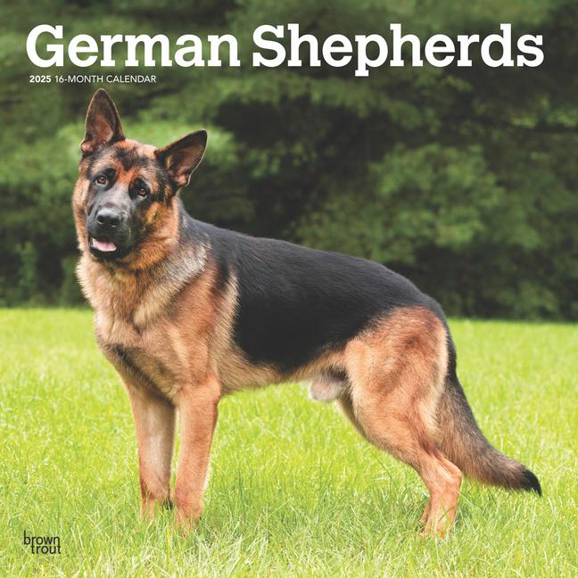 Cover: 9781975477011 | German Shepherds 2025 12 X 24 Inch Monthly Square Wall Calendar...