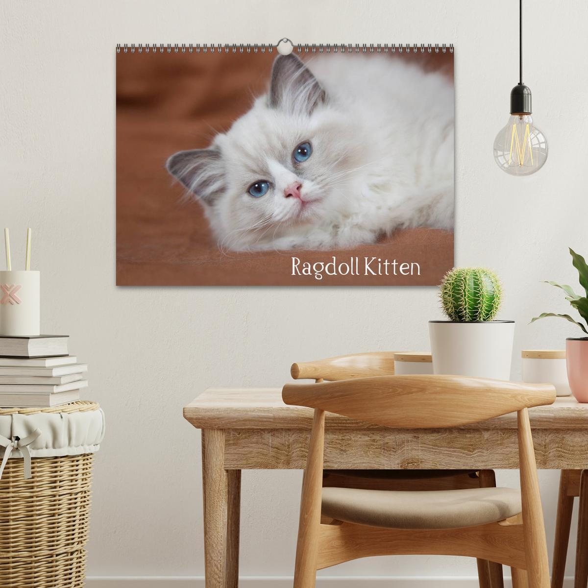 Bild: 9783435756094 | Ragdoll Kitten (Wandkalender 2025 DIN A3 quer), CALVENDO...