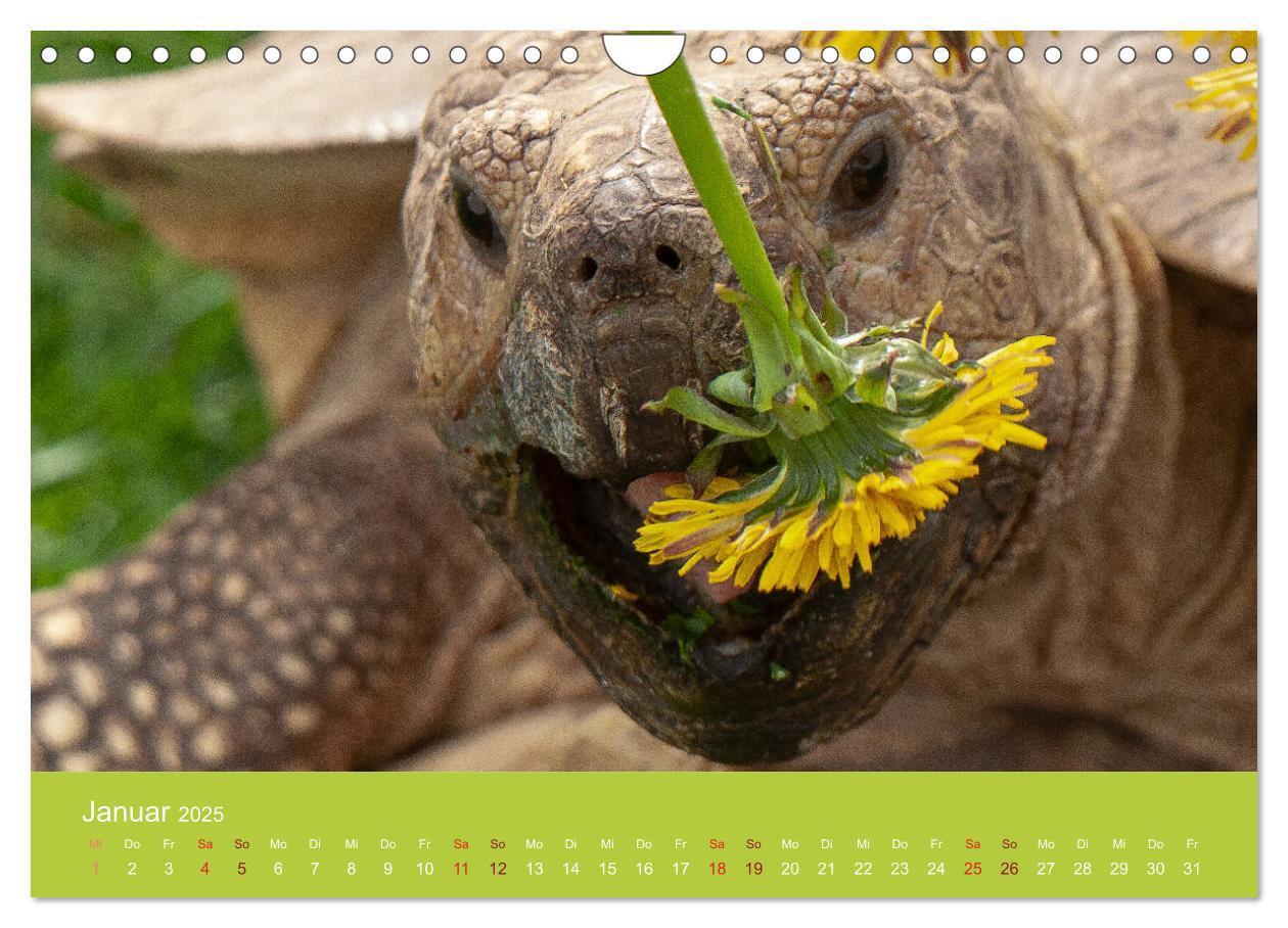 Bild: 9783435315895 | Meine Schildkröten (Wandkalender 2025 DIN A4 quer), CALVENDO...