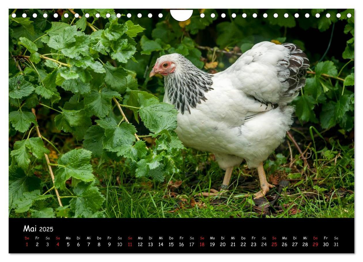 Bild: 9783435564101 | Gartenhühner (Wandkalender 2025 DIN A4 quer), CALVENDO Monatskalender