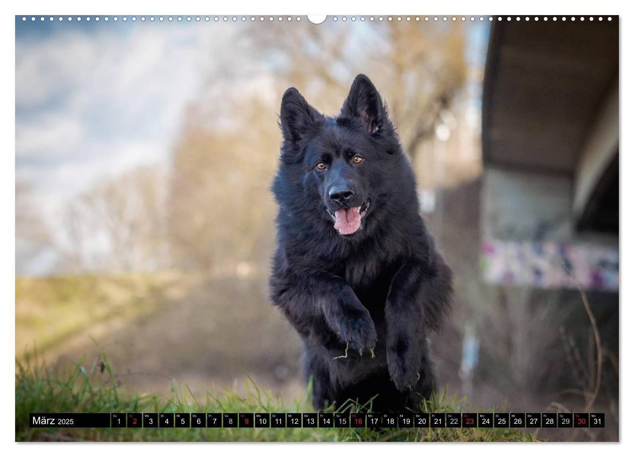 Bild: 9783435572342 | Schwarz ist schön! Der lackschwarze altdeutsche Schäferhund...