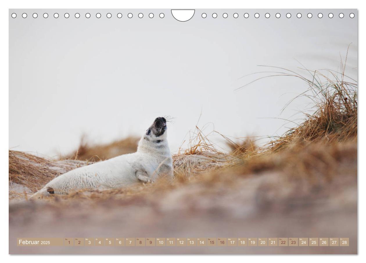 Bild: 9783435252442 | Kegelrobben - Die Kegelrobben von Helgoland (Wandkalender 2025 DIN...