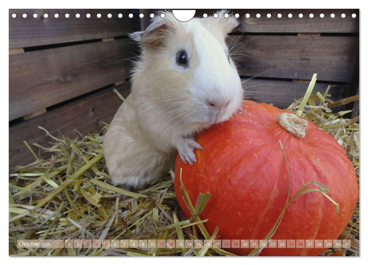 Bild: 9783435092963 | MEERSCHWEINCHEN verzaubern uns immer wieder (Wandkalender 2025 DIN...