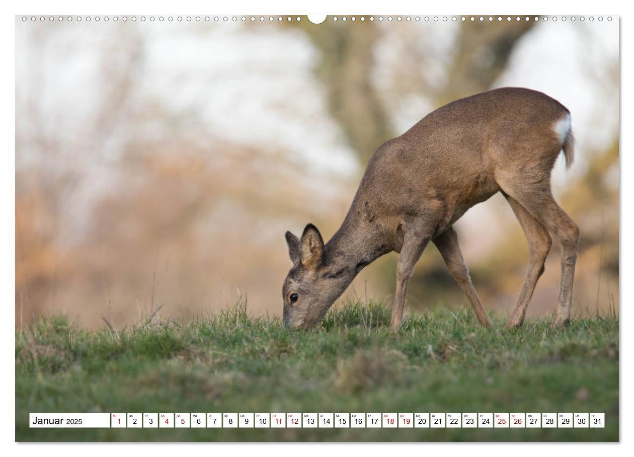 Bild: 9783435339426 | Anmut mit sanften Augen - Rehwild in der freien Natur (hochwertiger...